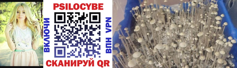Галлюциногенные грибы Psilocybine cubensis Ахтубинск